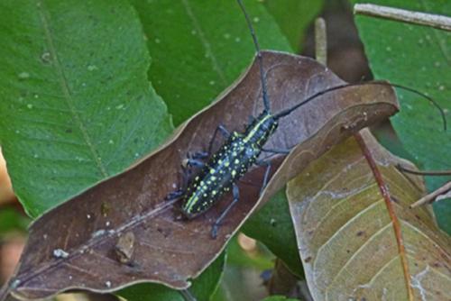 Réf. 208 877 : Taeniotes amazonum